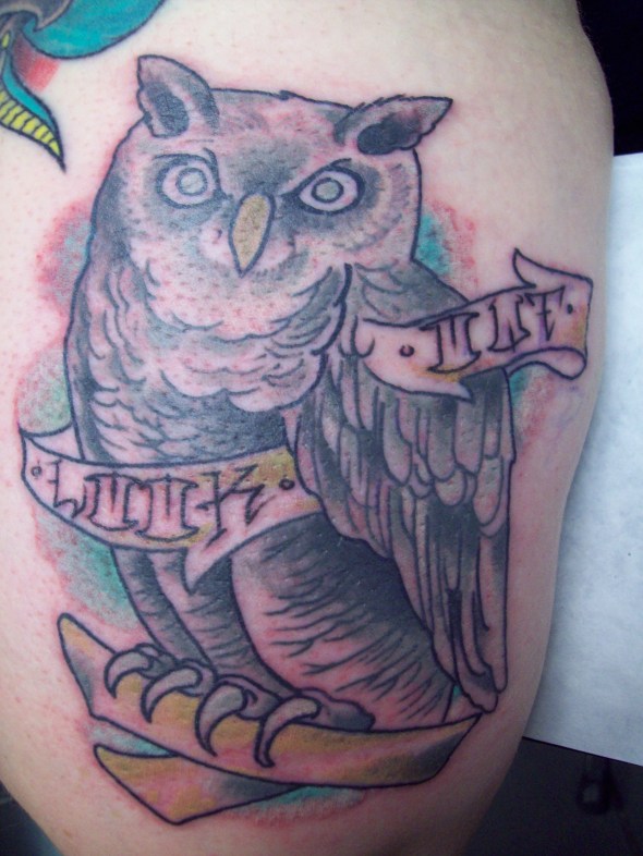owl